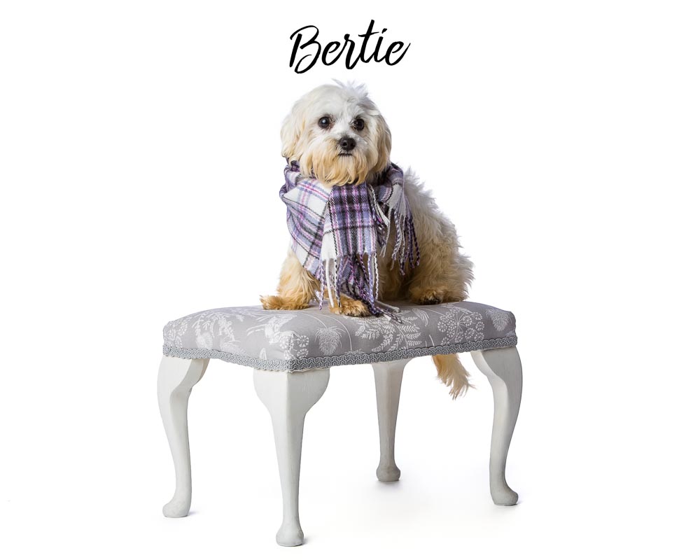 Bertie
