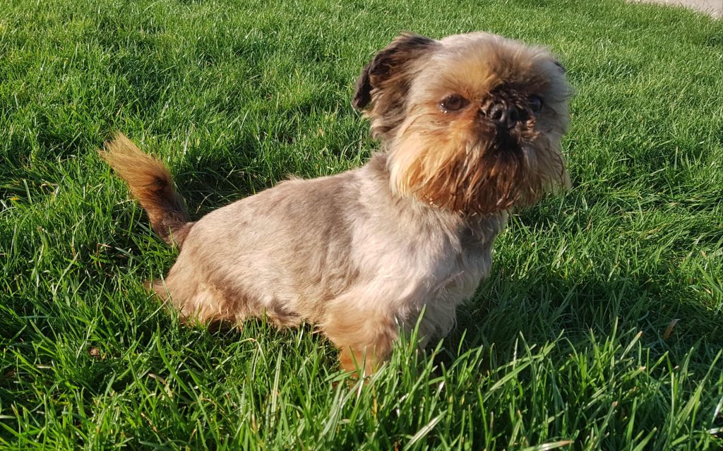 chico